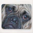 Recherche de puggle tapis souris Chien
