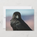 Recherche de le corbeau cartes postales Animaux