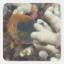 Suche nach fish aufkleber Schwimmbad
