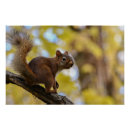Recherche de écureuil posters Nature