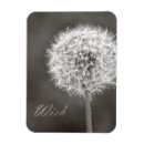 Suche nach dandelion magnete Blume