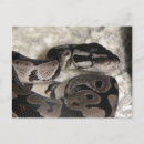 Recherche de python cartes postales Royal