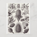 Suche nach ernst von haeckel postkarten Pflanze