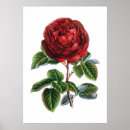 Suche nach rosenplakat Rot