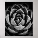 Suche nach schwarzes wei poster Botanisch