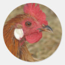 Recherche de oiseau phoenix autocollants Animal