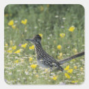 Recherche de homme sauvage autocollants Plumes