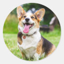Recherche de corgi cardigan autocollants Animal