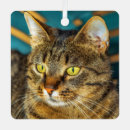 Recherche de chat gris ornements Noir