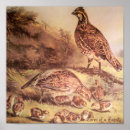 Recherche de cailles posters Vintage