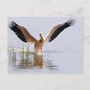 Suche nach pelikan postkarten Vogel