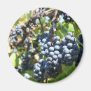 Suche nach trauben magnete Weinberg