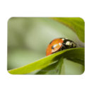 Recherche de de de coccinelle magnets Nature