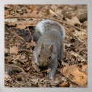 Suche nach eichhörnchen fotos poster Natur