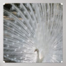 Suche nach weißer pfau poster Vögel