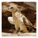 Suche nach eagle poster Braun