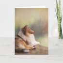 Suche nach rauer collie karten Hund