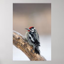 Recherche de plumes jaunes posters Oiseau