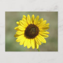 Recherche de tournesol jaune cartes postales Fleurs jaunes