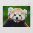 Recherche de panda rouge cartes postales Heureux