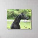 Suche nach arabisches pferd poster Schwarzes