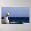 Recherche de mouettes posters Baie
