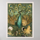 Recherche de vintage paon posters Oiseau