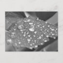 Suche nach raindrop poster Blätter