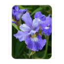 Suche nach iris blume magnete Botanisch