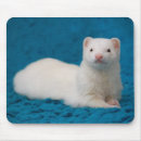 Recherche de belette tapis souris Furet