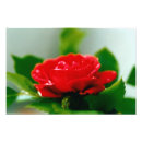 Suche nach fotodruck Rose