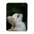 Recherche de casque magnets Tête