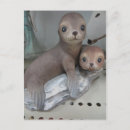 Recherche de phoques cartes postales Vie marine