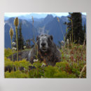 Suche nach murmeltiere poster Marmot