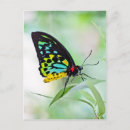 Suche nach schmetterlingsflügel postkarten Natur