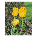 Recherche de tulipe jaune posters Image