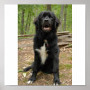 Recherche de marionnette posters Chien
