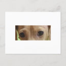 Recherche de saucisse cartes postales Doxie