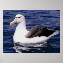 Suche nach albatros poster Vögel