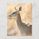Recherche de faune africaine cartes postales Afrique du sud