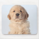 Recherche de six tapis souris Animal