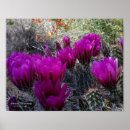 Recherche de hedgehog posters Cactus