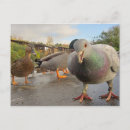 Suche nach enten foto postkarten Wild