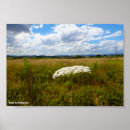 Suche nach königin anne poster Fotografie