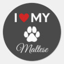 Recherche de animaux domestiques autocollants Maltais