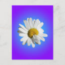 Suche nach lila gänseblümchen postkarten Blume
