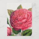 Suche nach alte rose postkarten Für sie