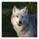 Recherche de meute de loups posters Animal