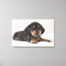Suche nach decke kunst Tier