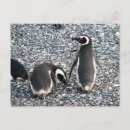 Recherche de magellan cartes postales Oiseau